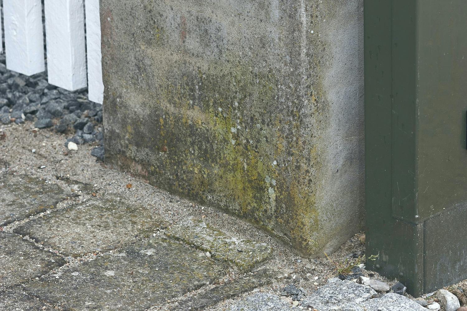 Alger på murværk - sådan fjerner du det Alger på murværk - sådan fjerner du det